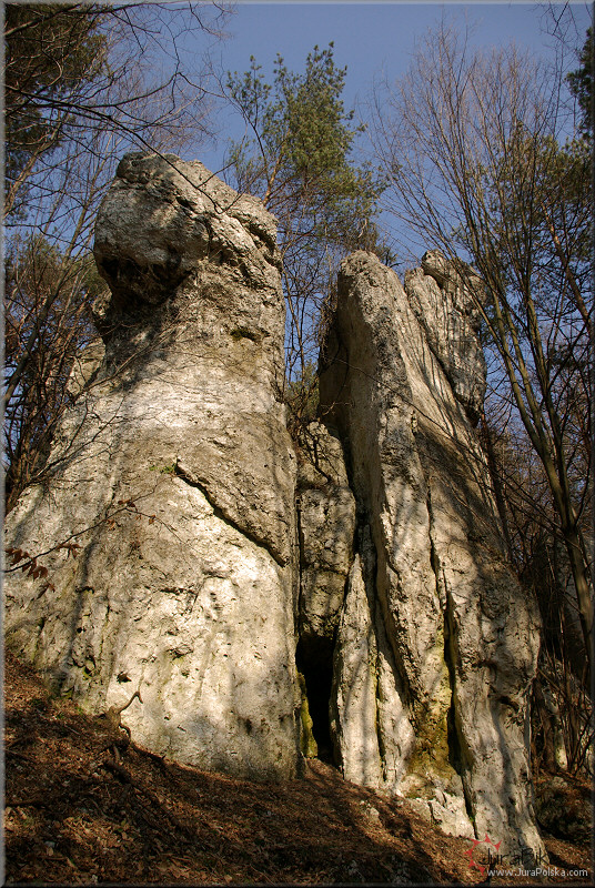 Gra winiuszka, Rodaki