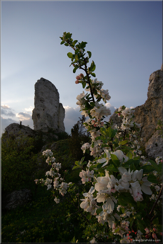 Wysoka, Skay Rzdkowickie