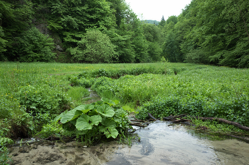 Dolina Sspowska, OPN