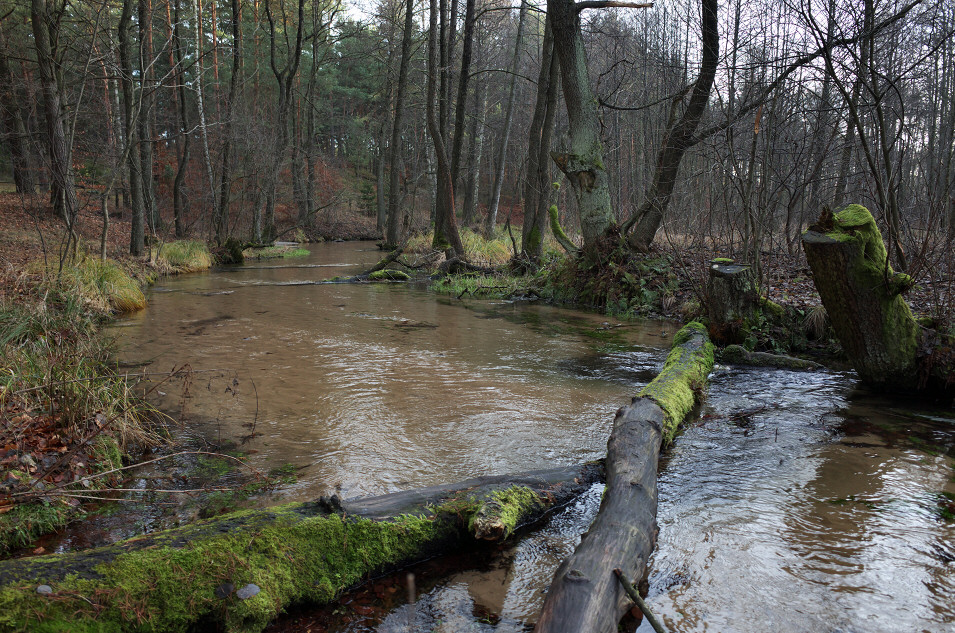 Potok Centuria, Piaski k/ Grabowej