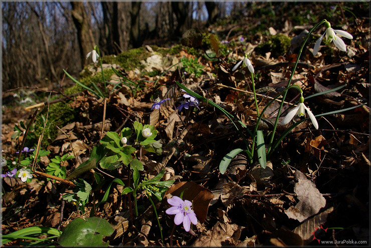Wiosenne runo w bukowo-grabowym lesie, Gra Grdy, Wodowice