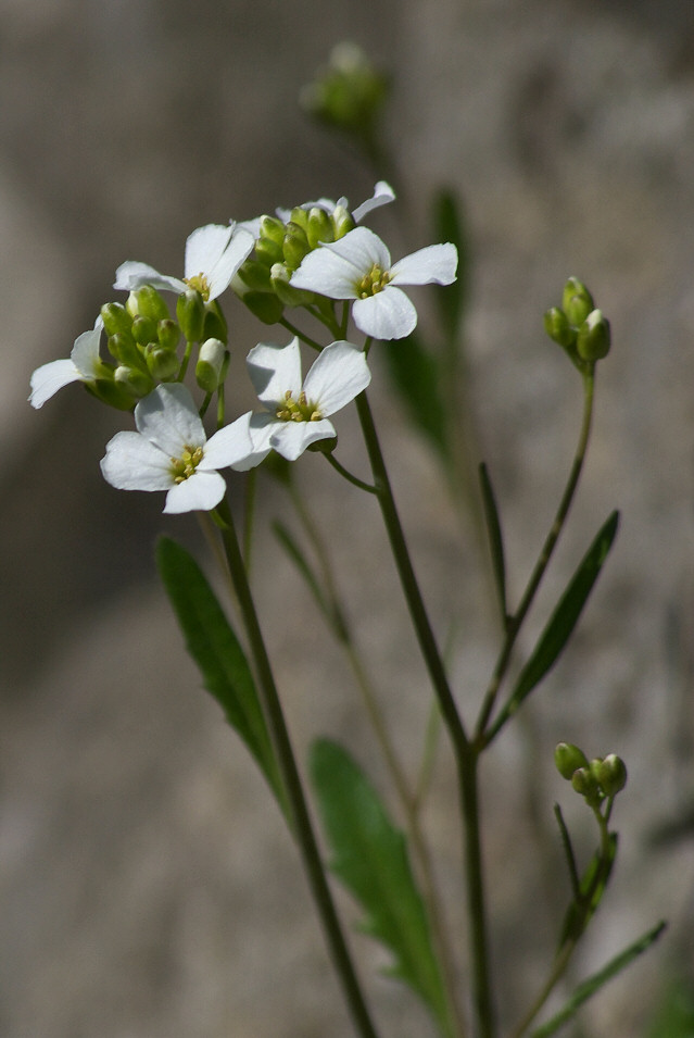 Gsiwka, Wyyna Czstochowska