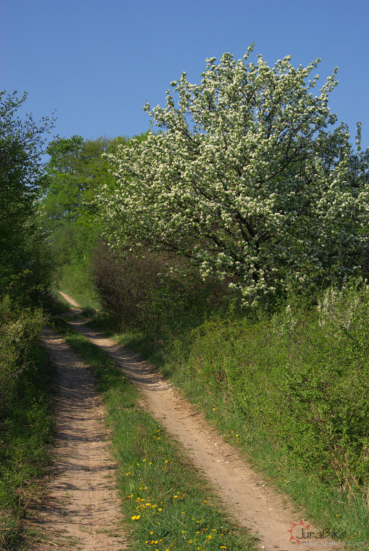 Okolice Trzebniowa