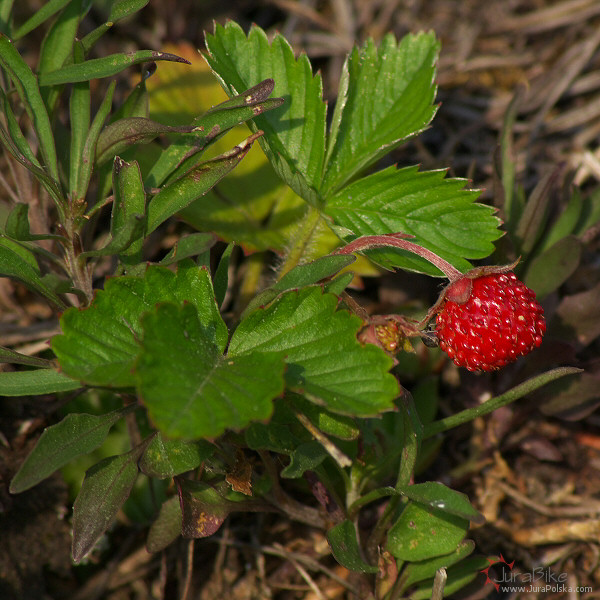 Pierwsza majowa poziomka, Grzda Mirowska