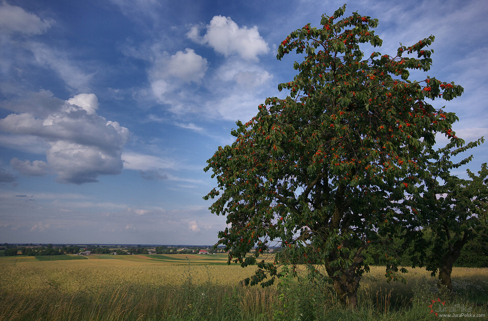 Irzdze, Kol. Winie, Prg Lelowski