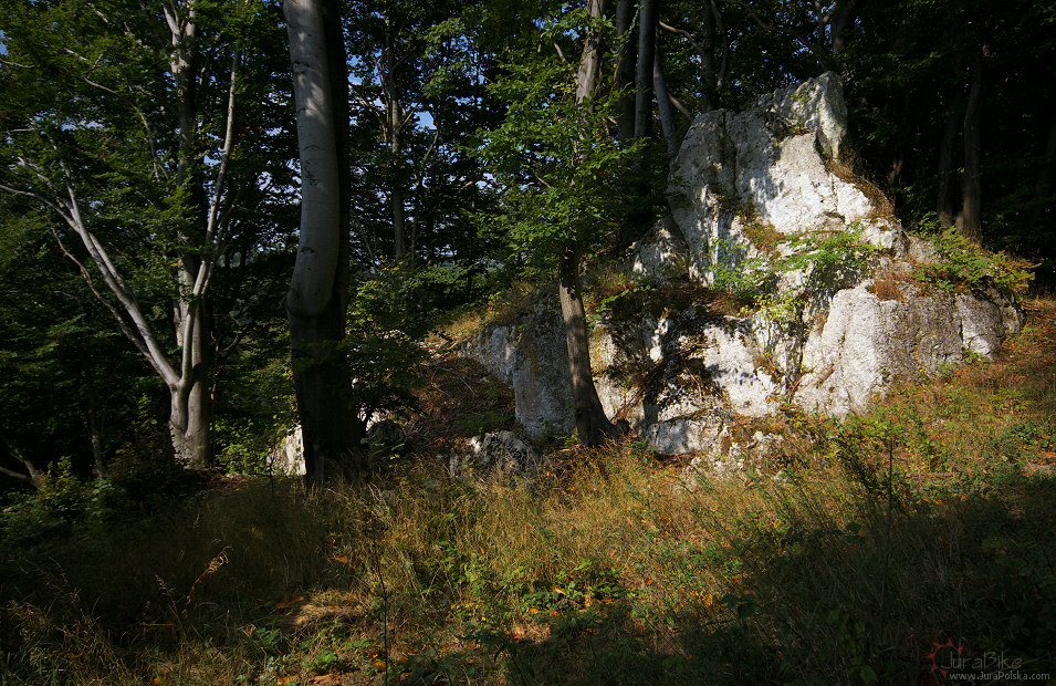 Na stromych zboczach Damiaka, okolice Mzurowa / Gorzkowa