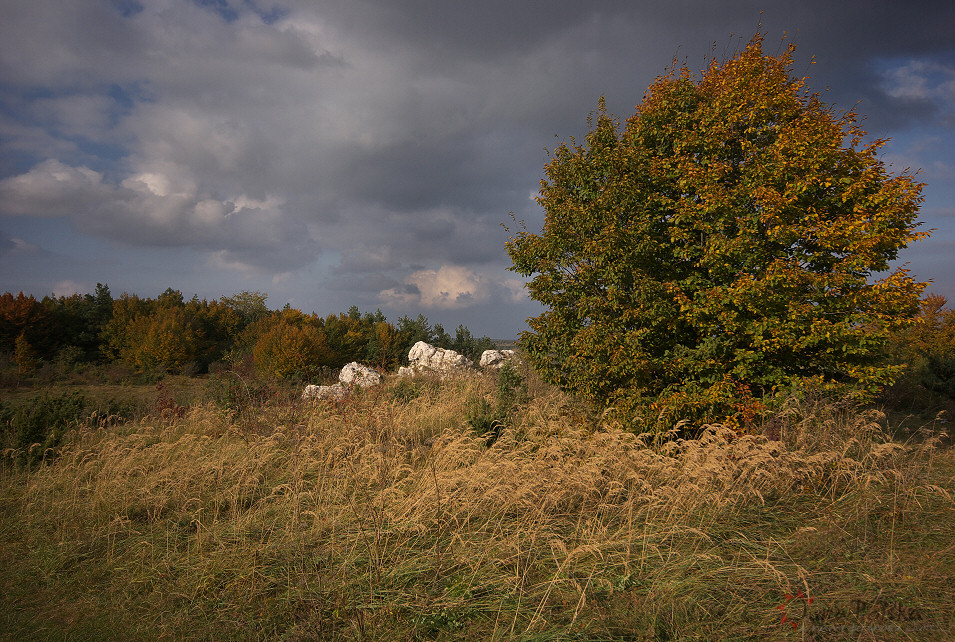 Skaki Rzdkowickie