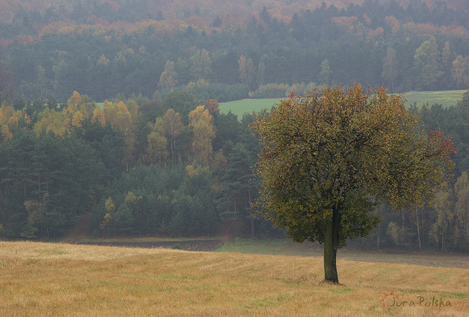 Okolice Szypowic