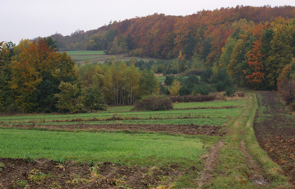 Okolice Szypowic