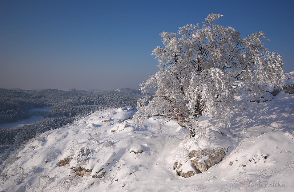 rez. Gra Zborw, Podlesice