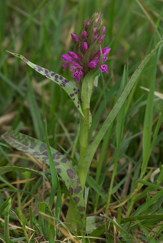 Storczyk (Orchis majalis???), Okolice Wodowic