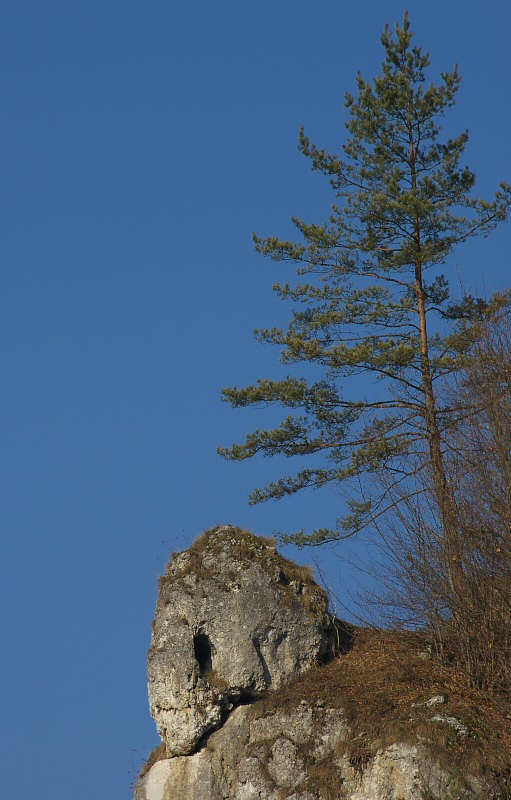 Skaa Czaszka (Trupia Gwka), OPN