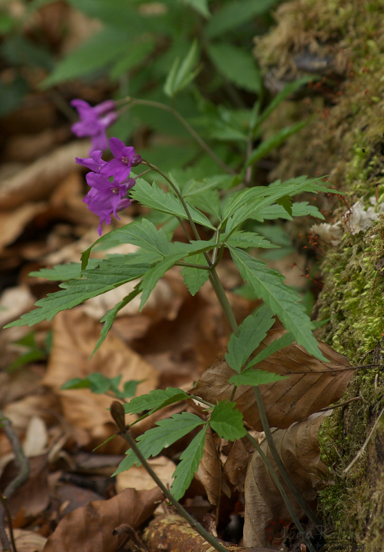 ywiec gruczoowaty, Dolina Sspowska, OPN