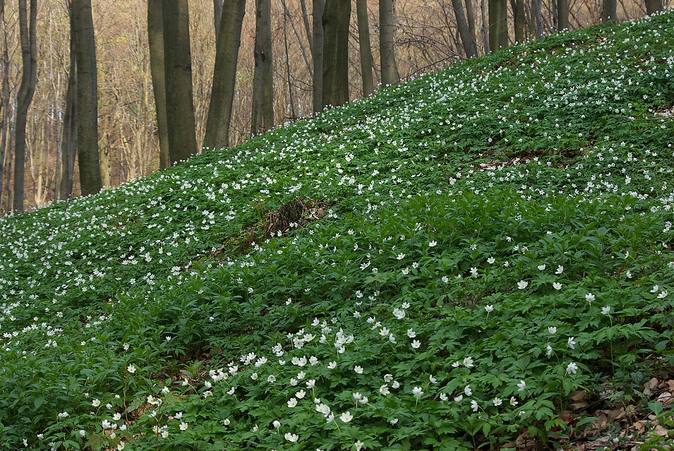 Zawilcowy kobierzec, Dolina Wiercicy