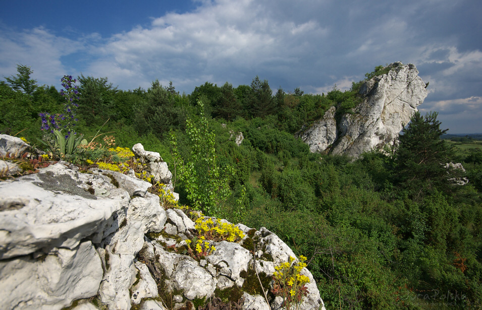 Skaki Rzdkowickie